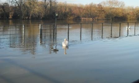 Swans over the track near Remenham
